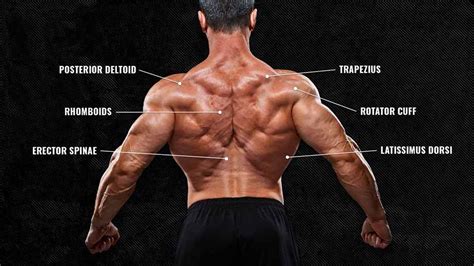 The Anatomy of Your Back Muscles, Explained (and How to Train Them) | BarBend