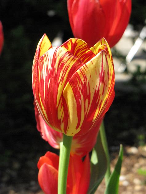 File:Tulip with variegated colors.jpg - Wikimedia Commons