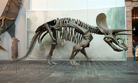 Triceratops | Fossil Wiki | Fandom