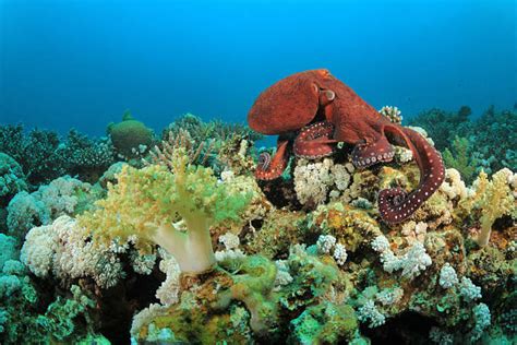 8,600+ Coral Reef Octopus Stock Photos, Pictures & Royalty-Free Images ...