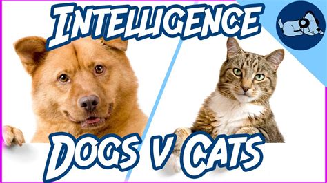 Dogs VS. Cats: Who is More Intelligent? - YouTube