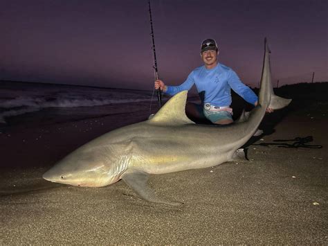 Worlds Largest Bull Shark