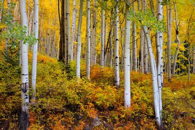 Under The Aspens | Southwest Colorado | Joseph C. Filer Photography