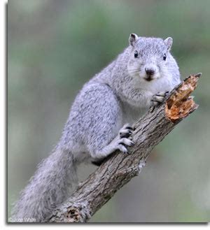 Delmarva Fox Squirrel