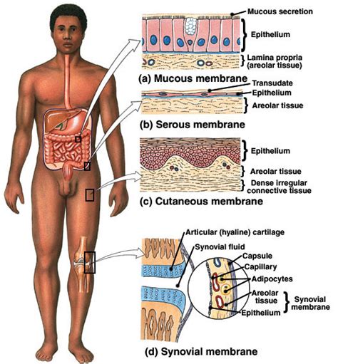 List the general function of each membrane type- cutanious, mucous, serous, and synoval- and ...