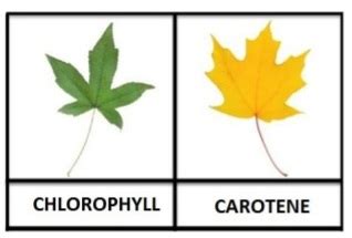 #101 Photosynthetic Pigments | Biology Notes for A level