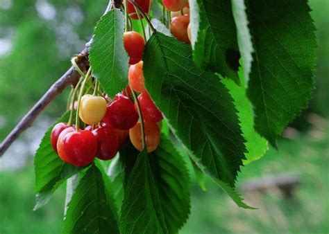 How To Grow Wild Cherry Trees From Seed - A Simple Recipe