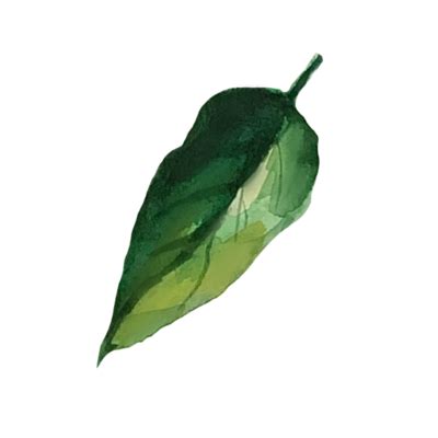 Leaf Watercolor PNGs for Free Download