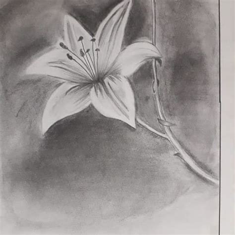 Flower | Pencil shading, Painting, Pencil