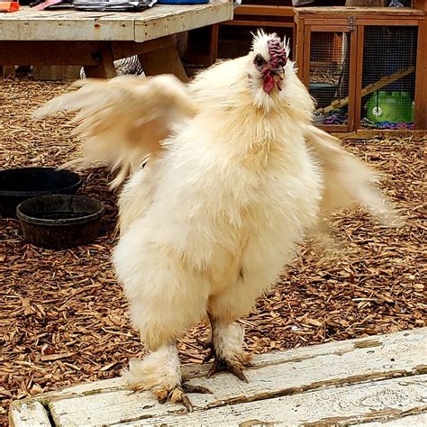 SILKIE ROOSTER | Winterpast Farm