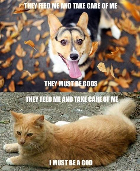 30 Funny Cat Vs. Dog Memes To Prove Who's The Boss #catmemes #dogmemes - Lovely Animals World ...