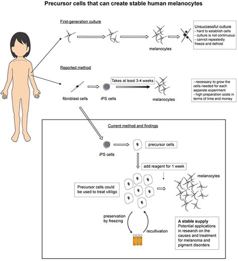 Scientists grow precursors for human pigment cells