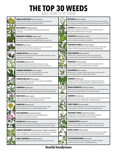 30 Common Lawn Weeds and How to ID Them (Plus Free Downloadable Chart) - Article Trends Today