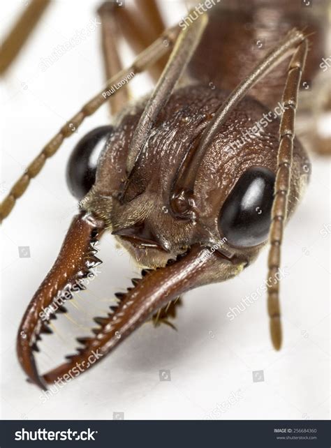 Extreme Closeup Of Queen Bull Ant, On A White Background Stock Photo 256684360 : Shutterstock