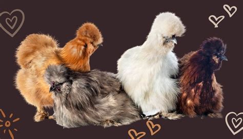 Complete Silkie Chicken Guide: Eggs, Colors And More