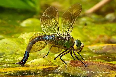 The Dragon-fly By Alfred Lord Tennyson Today I saw the dragon-fly Come from the wells where he ...