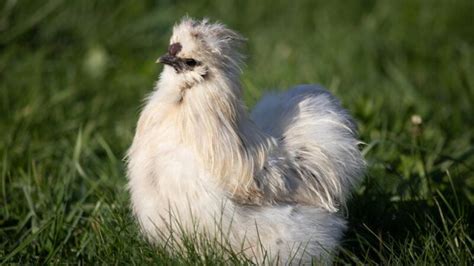 Silkie Rooster | Identification and Characteristics - EXOtella