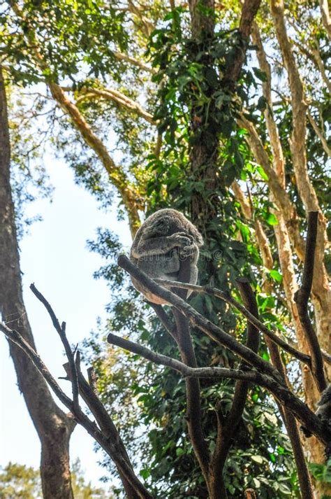 Koala Bear Sleeping in Tree Stock Photo - Image of passed, green: 100746224