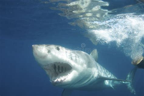 Great White Shark stock photo. Image of life, blue, kill - 17615416