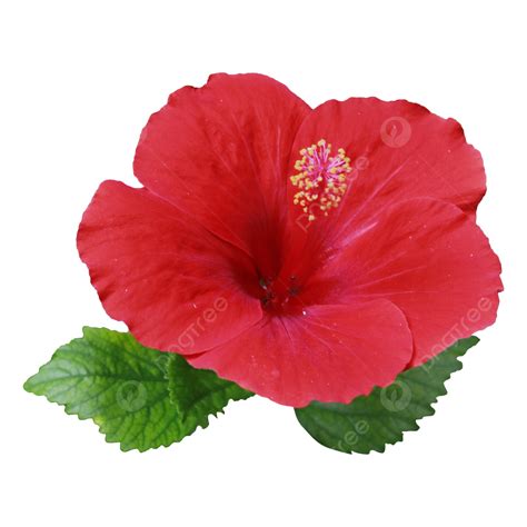 Hibiscus PNG, Vector, PSD, and Clipart With Transparent Background for Free Download | Pngtree