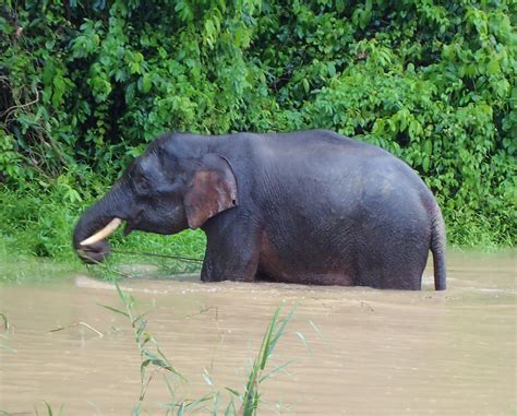 Borneo Pygmy Elephants – NotDunRoamin - travel blog