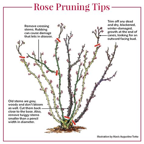 How To Trim Rose Bushes at johnaburkley blog