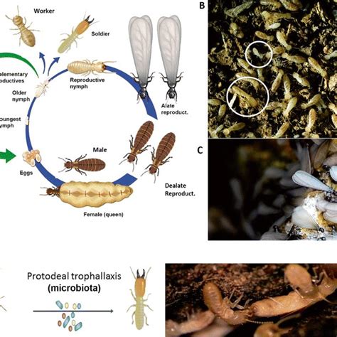 Eusocial termites. a The termite life cycle. b Photo showing a colony... | Download Scientific ...