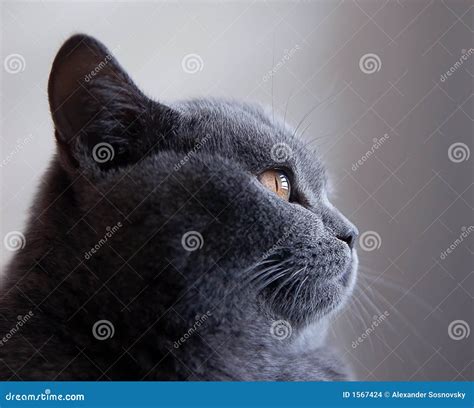 Portrait of British Blue Cat Stock Photo - Image of kitty, whiskers: 1567424