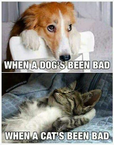 Dog and cat - Meme by Greatest :) Memedroid