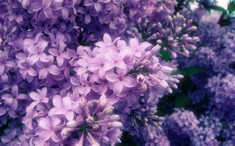 Purple lilac flowers, flowers, nature, petals, spring HD wallpaper | Wallpaper Flare