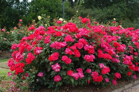 Double Knockout Roses - The Most Popular Rose | The Tree Center™