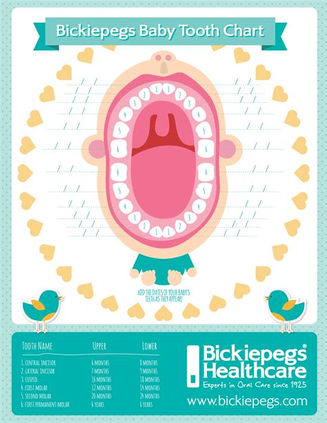 Bickiepegs Teething Chart