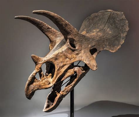 Triceratops Skull | Natural History, including Gorgosaurus | 2022 ...