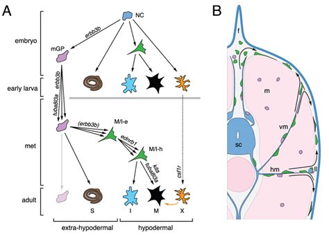 Model for establishment and maintenance of adult pigment cell... | Download Scientific Diagram