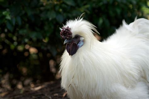 Silkie Chickens Make the Best Pets