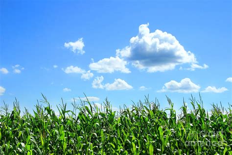 Field of corn in August Digital Art by Sandra Cunningham - Fine Art America