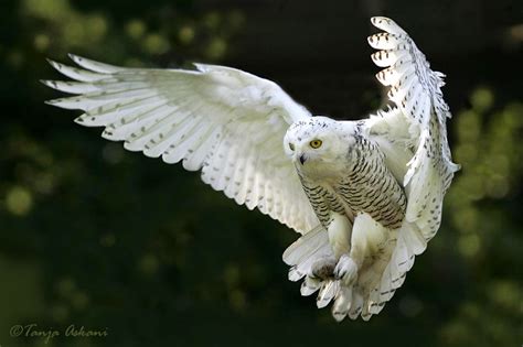 White Wolf : These 10 Incredible Photos of Snowy Owls in Flight Will Stun You.