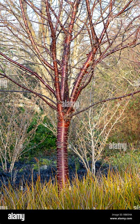 Peeling Cherry Tree Bark Stock Photos & Peeling Cherry Tree Bark Stock Images - Alamy