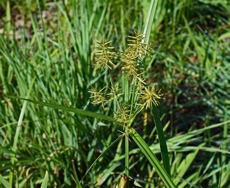 Easy Guide To Identify Common Weeds That Look Like Grass in Your Lawn