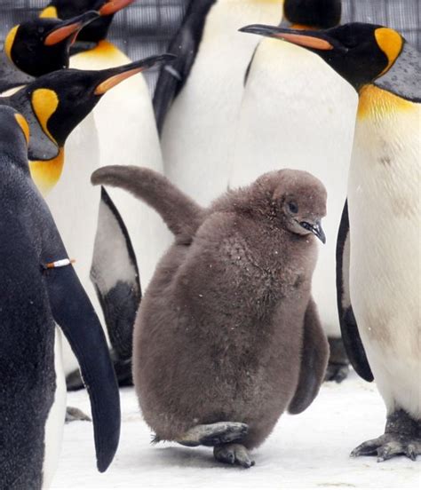 King Penguin | Animal Wildlife