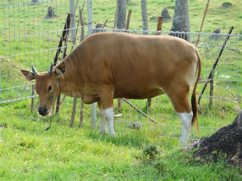 Mengenal Sapi Bali asli Indonesia - Sinau Ternak