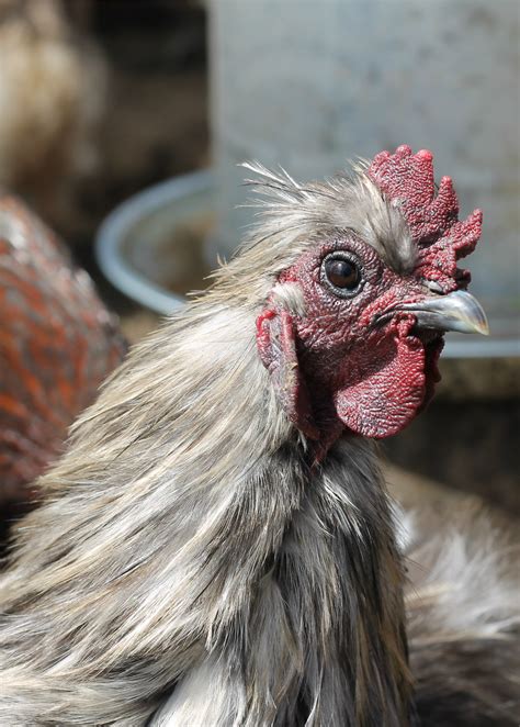 Silkie Rooster | Smithsonian Photo Contest | Smithsonian Magazine