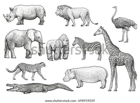 African Animals Illustration Drawing Engraving Ink Stock Vector (Royalty Free) 698959039 ...