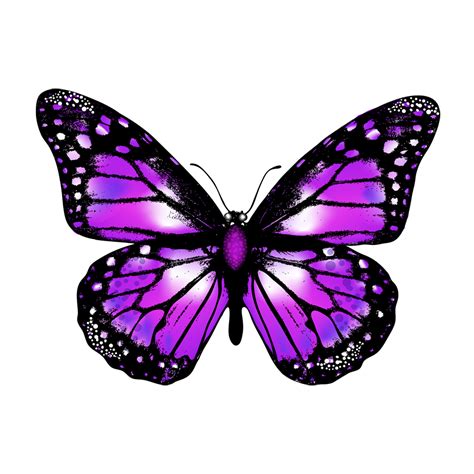 Butterfly Png Butterfly Transparent Background Freeiconspng Images