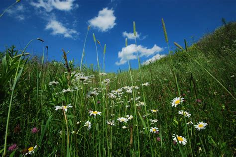 Prairie Plants - Prairie Restoration