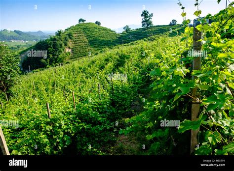 Vineyards near Valdobbiadene Stock Photo - Alamy