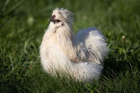 Do Silkie Roosters Crow? (Yes, Video Included) - Chicken & Chicks Info