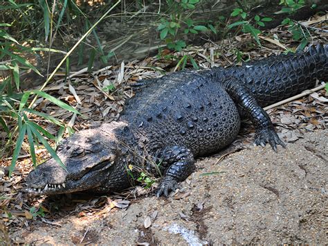 African Dwarf Crocodile | Alexandria Zoo