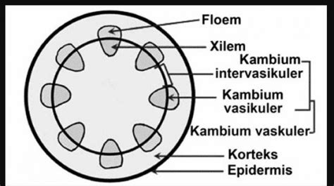 Detail Gambar Jaringan Pengangkut Pada Tumbuhan Koleksi Nomer 3