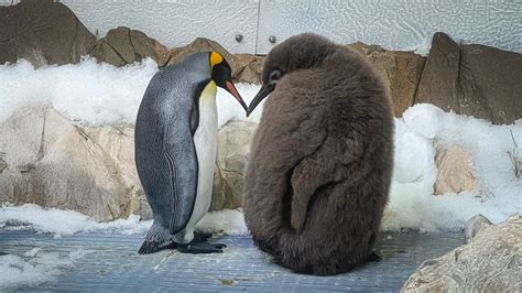 Massive 50-lb king penguin chick Pesto becomes a surprise global star